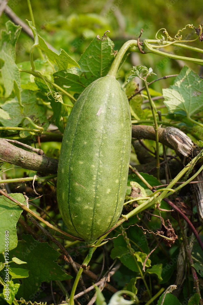 Obraz premium Closeup of cucumber vegetable fruit growing on plant vine