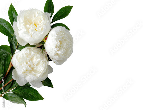 A close-up of three delicate white peonies, nestled together on a dark background.  Fresh, verdant leaves frame the blossoms