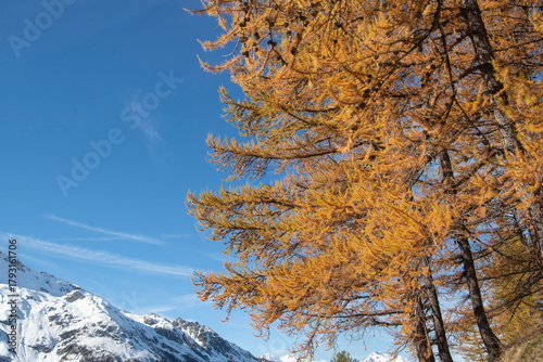 closeup on branches of larch tree with golden needles in autumn on blue sky b...