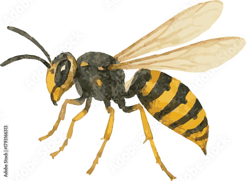 Vector watercolor illustration of a wasp