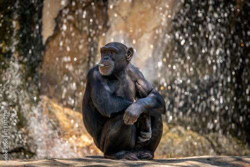 Canvas Print Monkey at the zoo