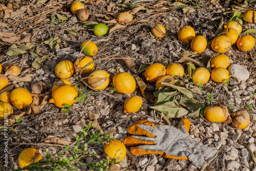 Ripe yellow lemons falling from the branch to the ground. Citrus concept.