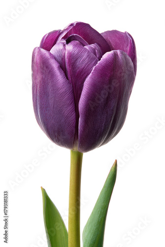 Close-up of a vibrant purple tulip
