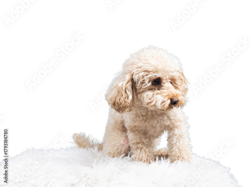 White miniature poodle isolated on transparent background. Studio shot of a dog. Maltipoo