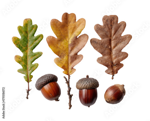 Autumn oak leaves and acorns