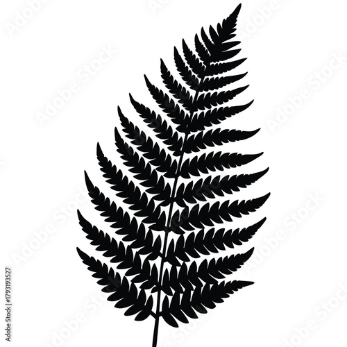 fern frond on white
