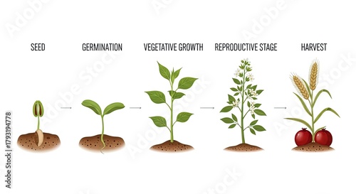 Plant Life Cycle Stages Illustration seed germination growth vegetative reproductive harvest biology botany development agriculture