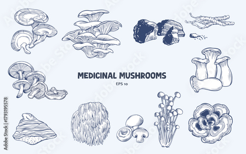 Set of various medicinal mushrooms. Hand drawn vector illustrations  in an engraving style
