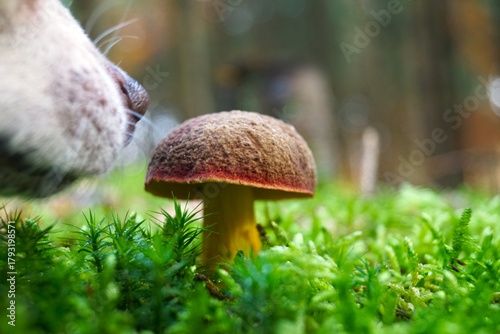 dog sniffing a mushroom