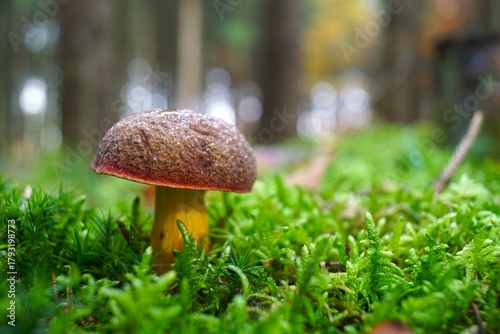 mushroom in the forest