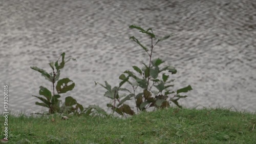 Plants near a tranquil riverbank on a cloudy day highlighting nature's peaceful beauty