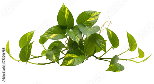 Green pothos plant with variegated leaves