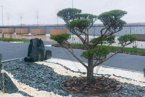 newly planted bonsai tree on the embankment