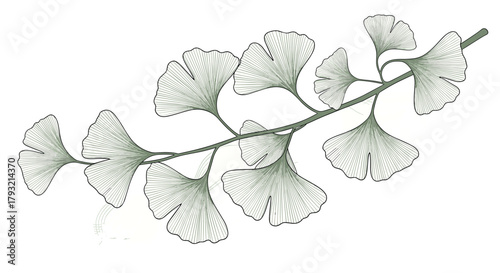 Detailed illustration of a delicate fern frond with intricate patterns.