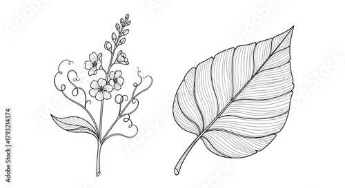 Illustrations of a damaged plant sprout and a healthy leaf.