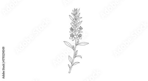 Abstract illustration of a single slender flowering plant stem composed of tiny dark marks on a white background.
