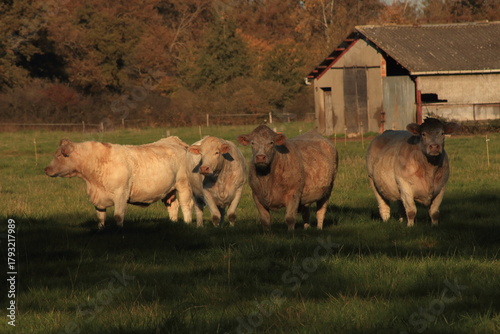 Vaches près de Biterne