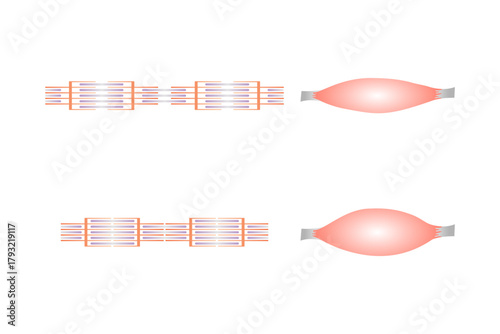 Relaxed and Contracted Muscular Sarcomere Science Design. Vector Illustration.