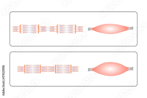 Relaxed and Contracted Muscular Sarcomere Science Design. Vector Illustration.