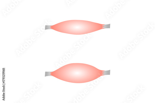 Relaxed and Contracted Muscular Sarcomere Science Design. Vector Illustration.