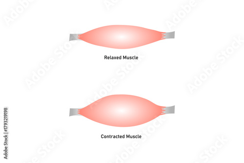 Relaxed and Contracted Muscular Sarcomere Science Design. Vector Illustration.