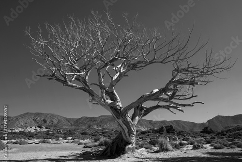 Fototapeta Naklejka Na Ścianę i Meble -  dead tree at Elafonisi beach