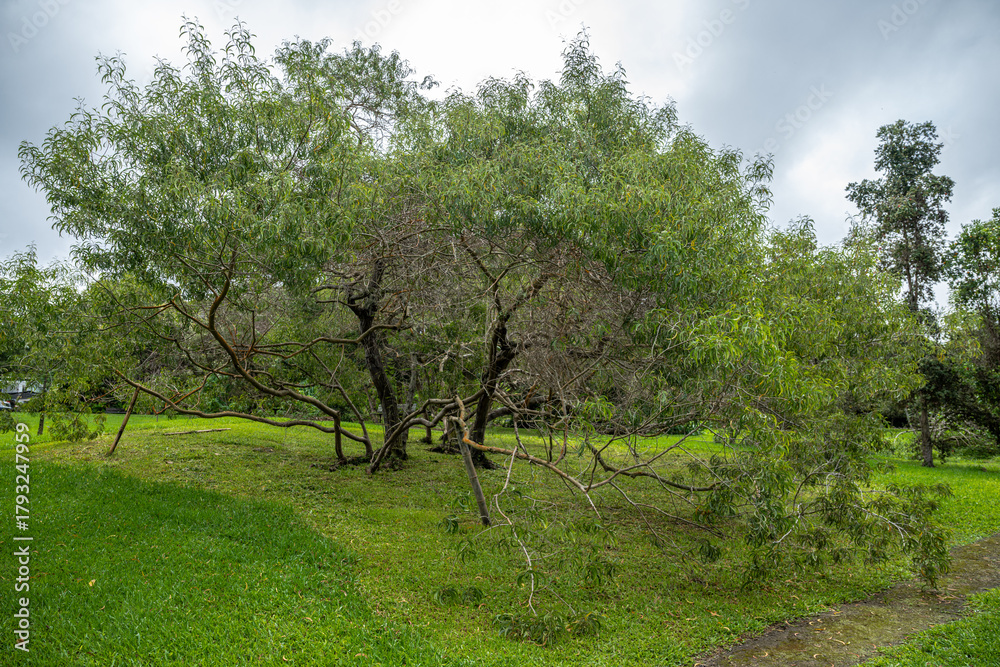 Fototapeta premium Koai’a (Acacia koaia) Trees on Big Island, HI