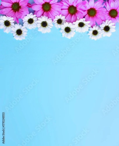 Pink and white daisies on a light blue background.