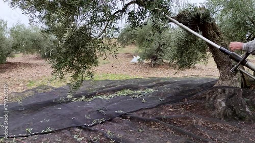 Olive harvesting with machinery. Original sound.