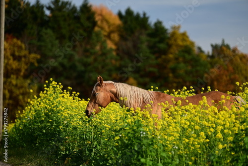 Palomino lugt aus Feld mit gelben Blüten