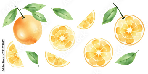 Set of oranges in watercolor style. various sizes including whole fruits and halves with leaves, soft orange tones, isolated on white background. Vector.