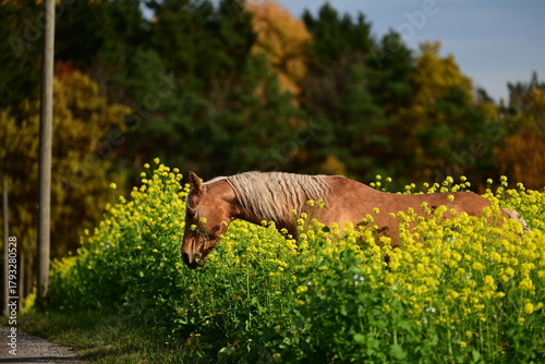 Frei laufendes Pferd überquert eine Schotterstraße