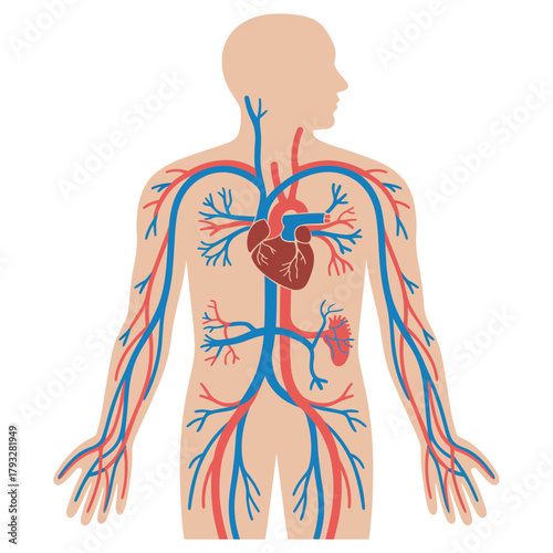 The human circulatory system displays the heart pumping oxygenated and deoxygenated blood throughout the body.