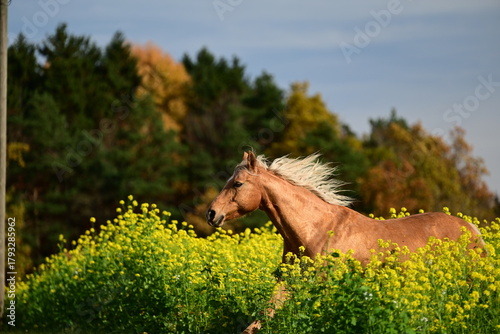 Frei laufendes Pferd überquert eine Schotterstraße