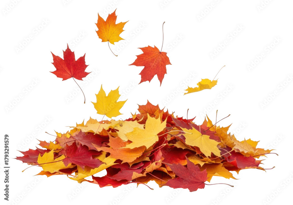 Fototapeta premium Pile of colorful autumn maple leaves falling and scattered on a transparent background