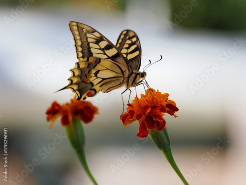 Konstfotografi Una toma de vida silvestre horizontal y elegante que presenta a una Mariposa Mac