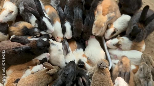 Group of Rabbits Eating Together