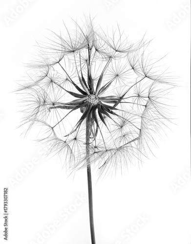 Dandelion seed head