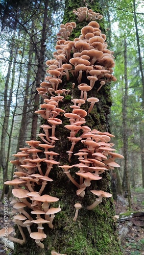 honey mushrooms in the forest