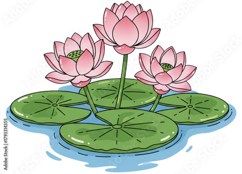 pink lotus flowers