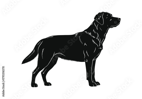 A black silhouette of a labrador retriever standing in profile