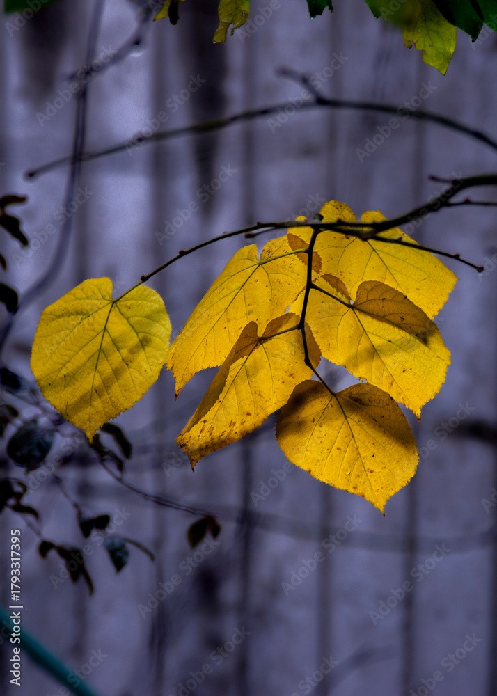 Obraz premium Golden autumn leaves glowing softly against a muted Belgrade backdrop, capturing a warm and peaceful moment of the season’s gentle transition in Serbia.