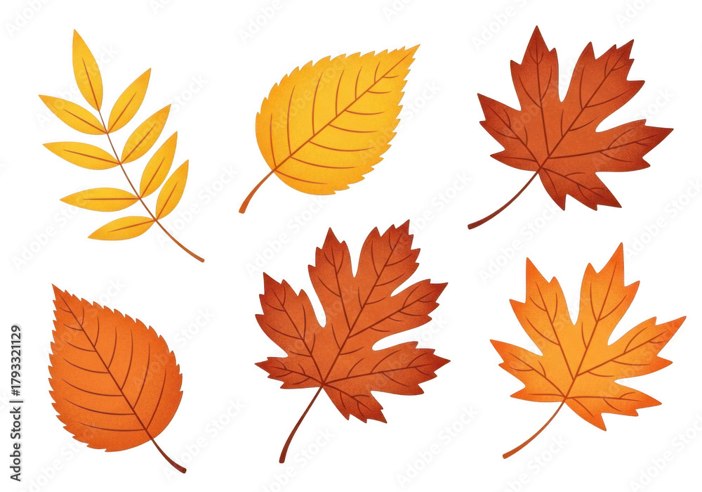 Fototapeta premium Collection of six different autumn leaves in various shapes and colors, including maple and rowan, isolated on transparent background