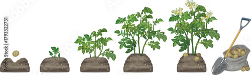 Life cycle of potato plant development from planting the tuber and sprouting to harvesting. Growth stages of potato plant isolated on white background
