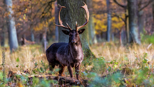 Dammhirsch im Herbstwald


