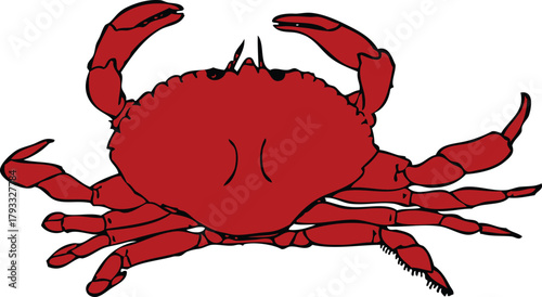 Red marine crab with prominent claws isolated on a white background