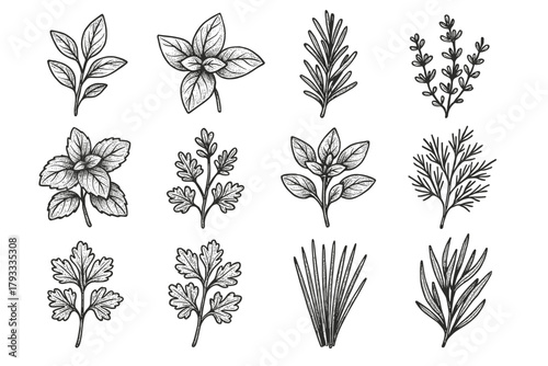 Oregano parsley icon vector dill rosemary grid herb thyme botanical mint leaves