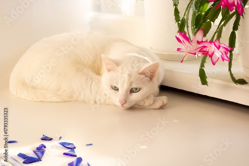 A white cat dozing on a table next to a blooming Schlumbergera flower.