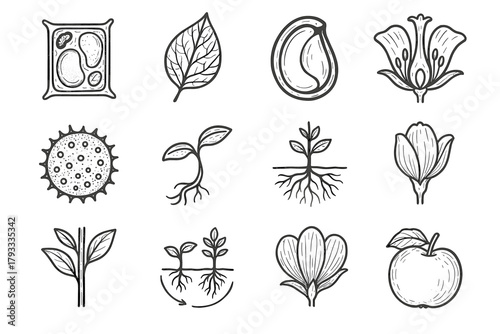 Petal vector structure stage botanical bud detail system cell icon opening set