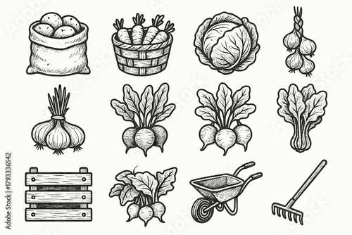 Farm bunch garlic onion icons leafy cluster goods cabbage beet icon potatoes